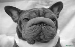 French Bulldog dogs for stud:  Elite Micro  Blue Frenchie Stud - Image 13