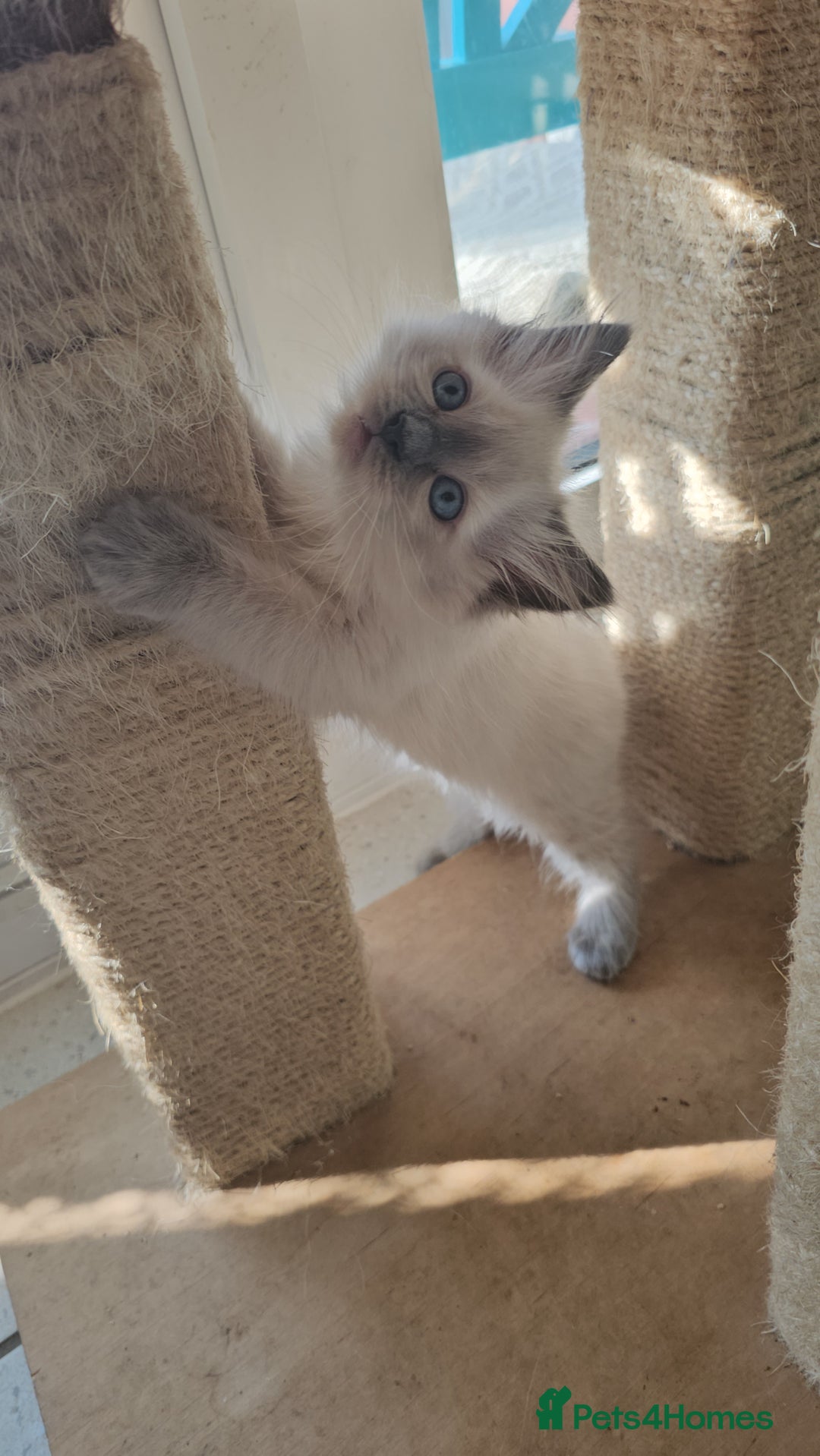 Ragdoll cats for sale: Adorable Ragdoll Kittens for Sale! 🐱✨ - Image 10