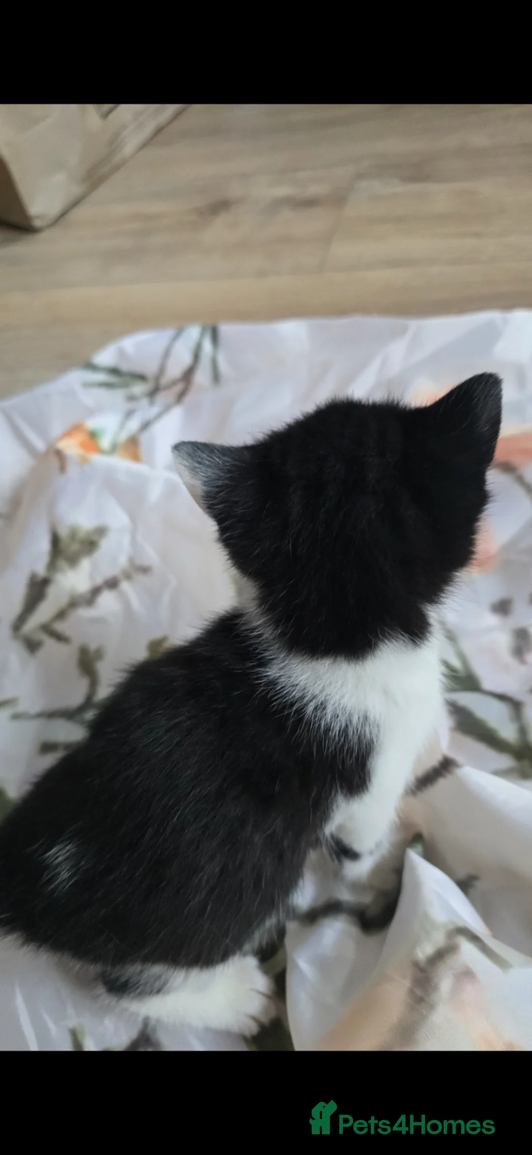 Mixed Breed cats for sale: Lovely 2 girl kittens 😸 😍  - Advert 17