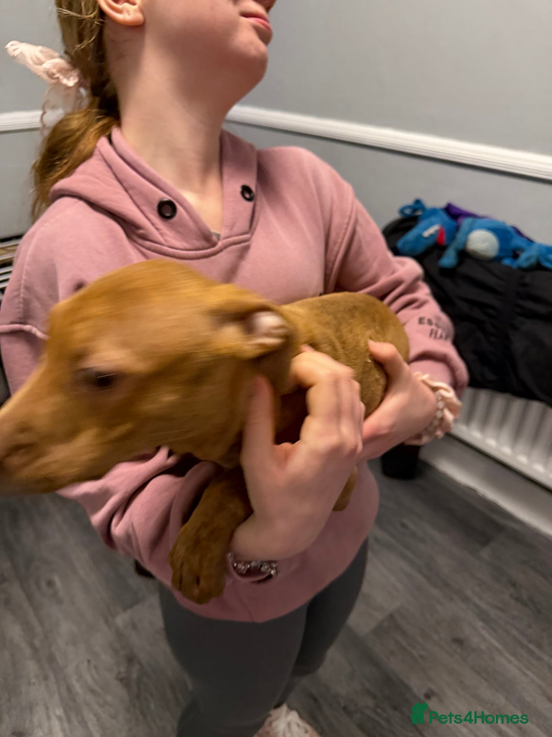 Staffordshire Bull Terrier dogs for sale: Female staff puppy - Advert 17