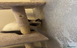 Ragdoll cats for sale: x2 female ragdoll kittens  - Image 3