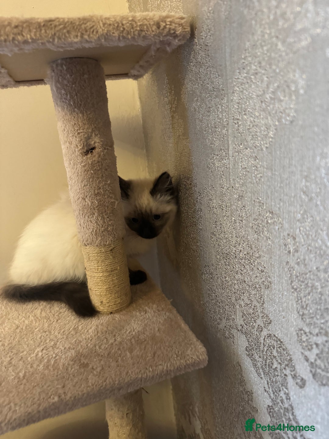 Ragdoll cats for sale: x2 female ragdoll kittens  - Image 3