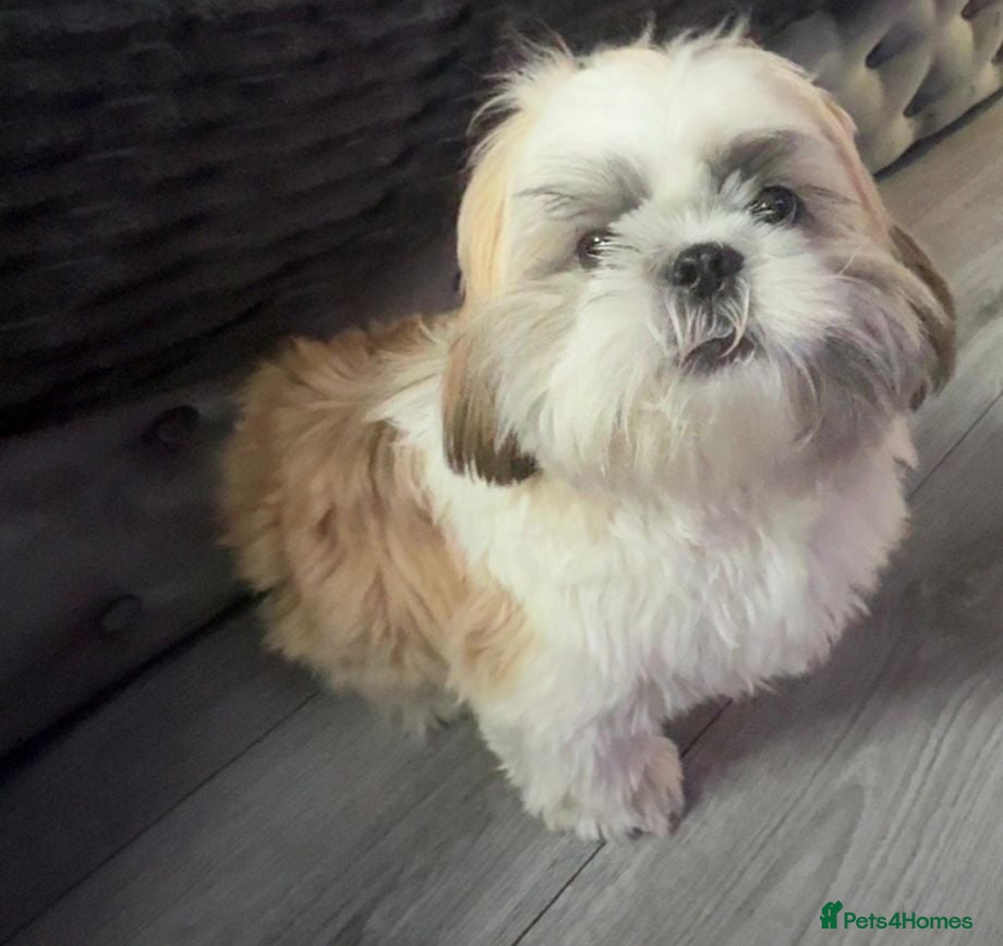 Shih Tzu dogs for sale: Shih Tzu in Nelson - Advert 2