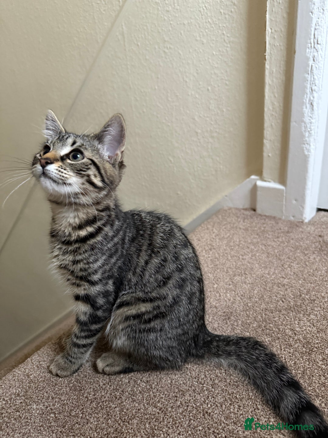 British Shorthair cats for sale: 3 kittens for sale - Image 6