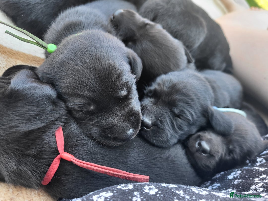 Labrador Retriever dogs for sale: Kc labrador puppies in Much Wenlock - Image 19