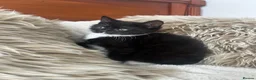 Mixed Breed cats for sale: Maincoon/tabby kittens 🐈‍⬛❤️ - Advert 2
