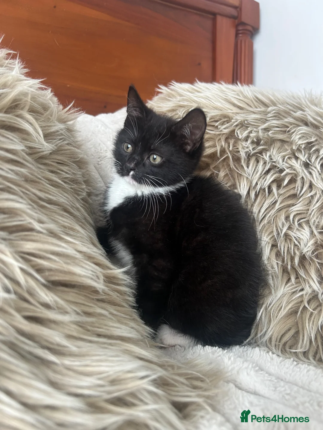 Mixed Breed cats for sale: Maincoon/tabby kittens 🐈‍⬛❤️ - Advert 2