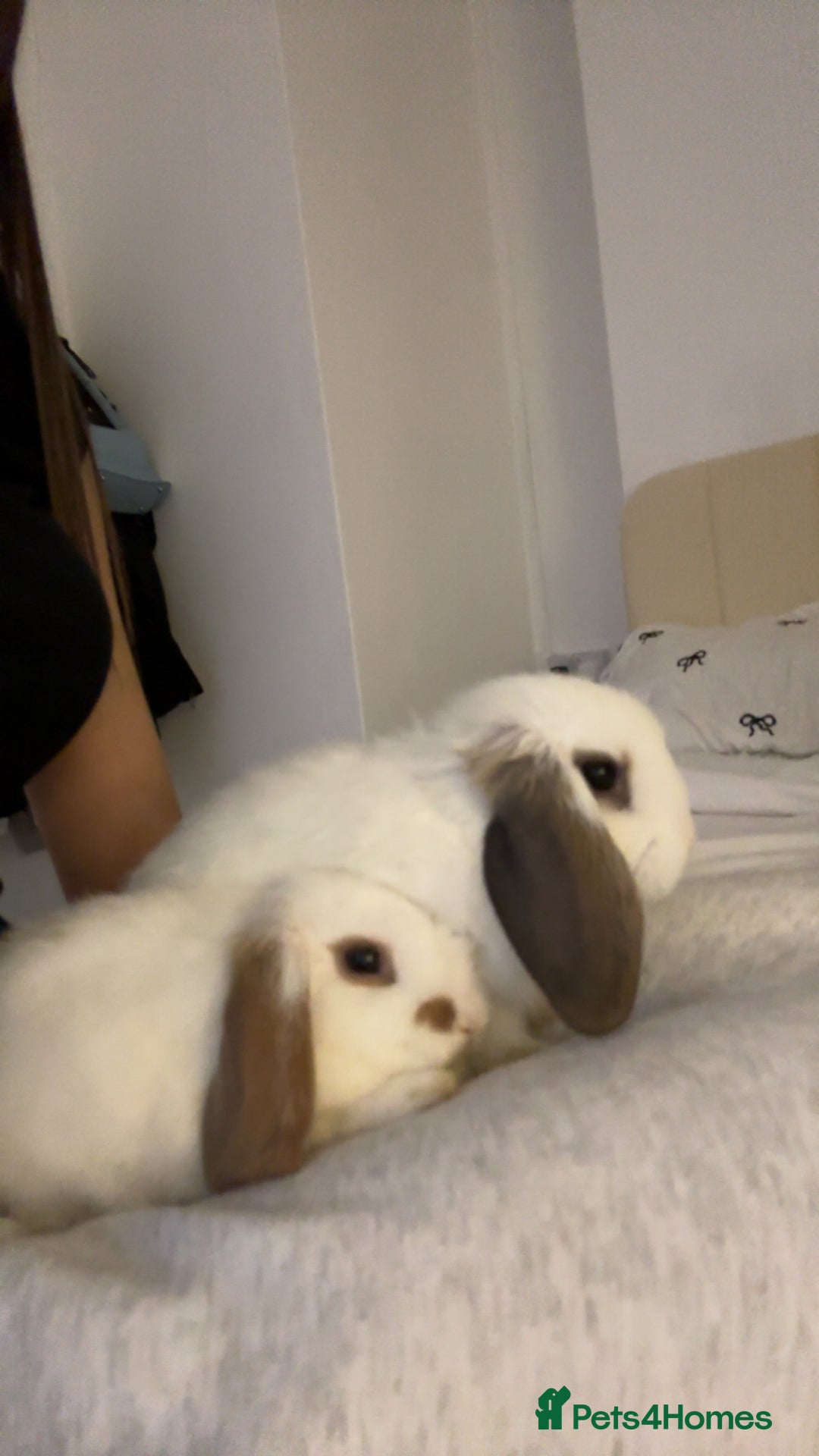 Mini Lop rabbits for sale: Mini lops - Advert 4
