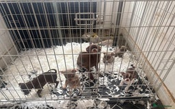 Chihuahua dogs for sale: CHIHUWAHUA PUPPIES. SMOOTH COAT. KC REG. - Image 12