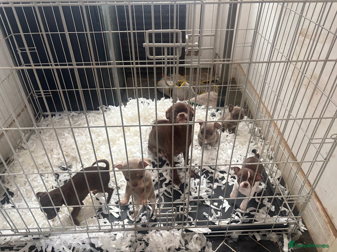 Chihuahua dogs for sale: CHIHUWAHUA PUPPIES. SMOOTH COAT. KC REG. - Image 12