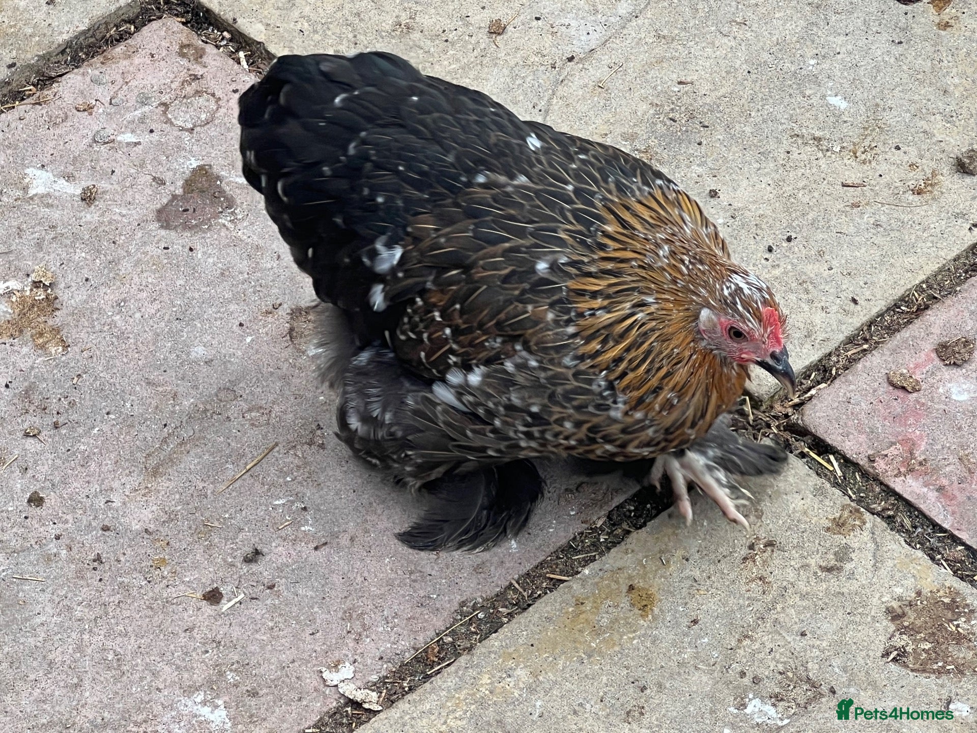 Chickens poultry 11 female point of lay Pekin for sales  - Advert 1