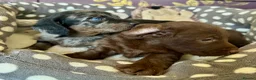 Doxiepoo dogs for sale: Doxipoo puppies, dna health tested parents.  - Advert 7