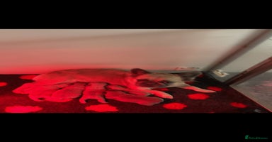 French Bulldog dogs Beautiful French bulldog puppies 💙💙🩷🩷 - Advert 10