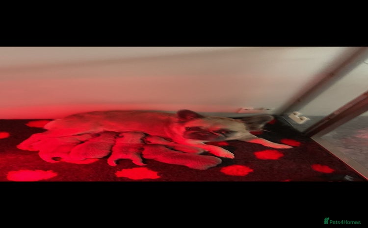 French Bulldog dogs Beautiful French bulldog puppies 💙💙🩷🩷 - Advert 1