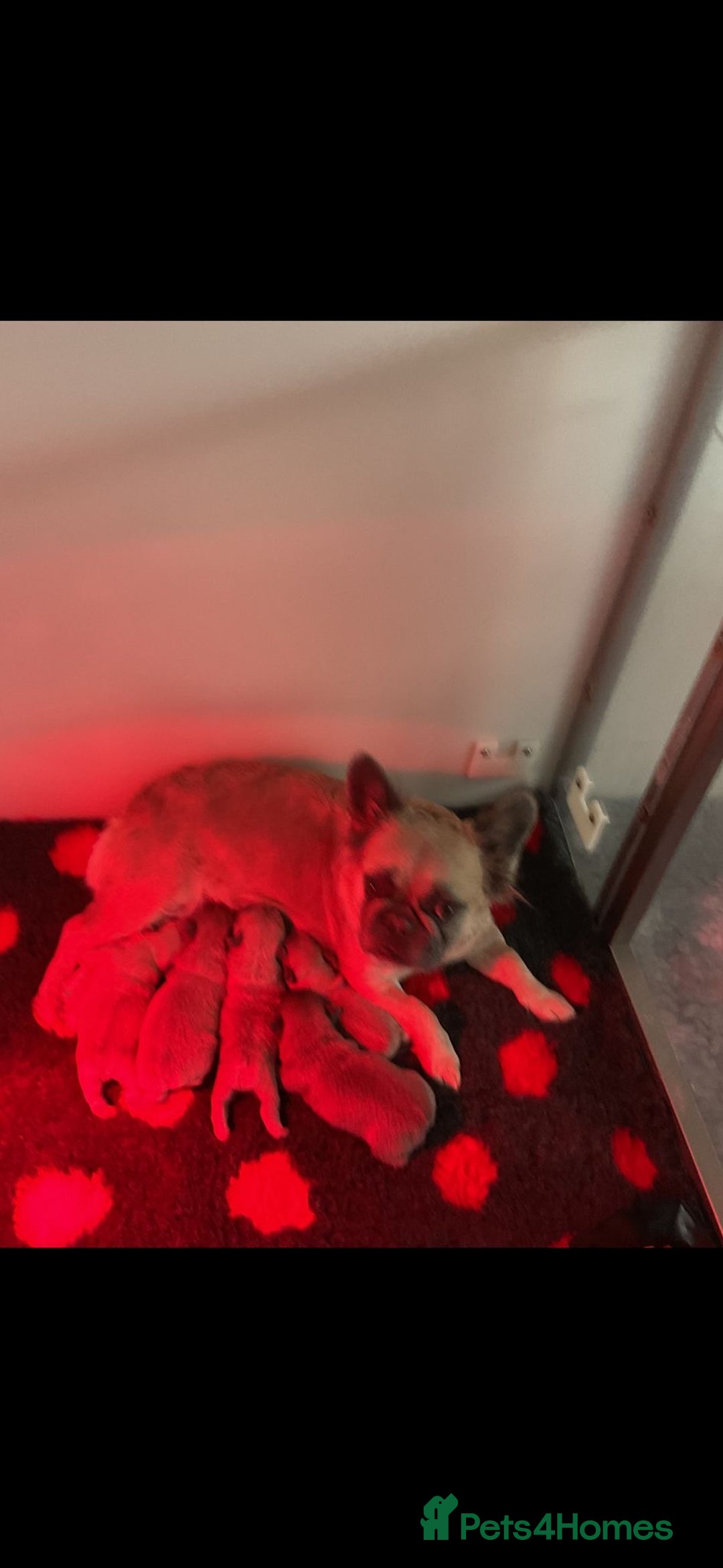 French Bulldog dogs for sale: Beautiful French bulldog puppies 💙💙🩷🩷 - Advert 2