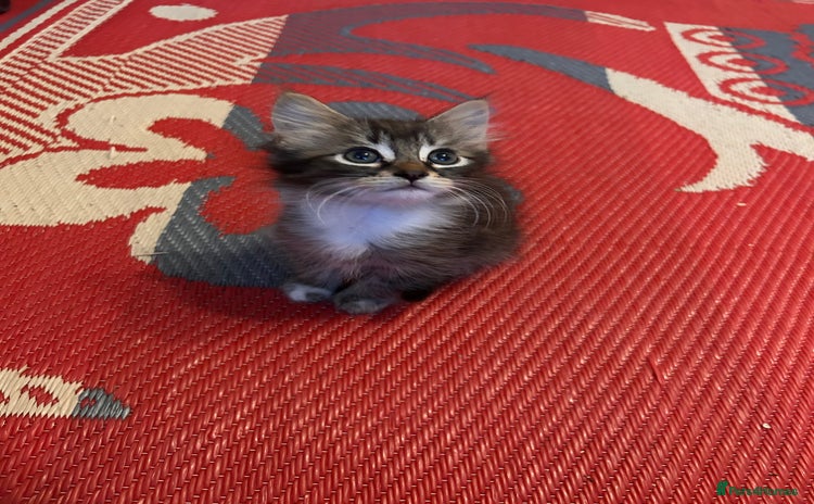 Ragdoll cats for sale - Advert 2