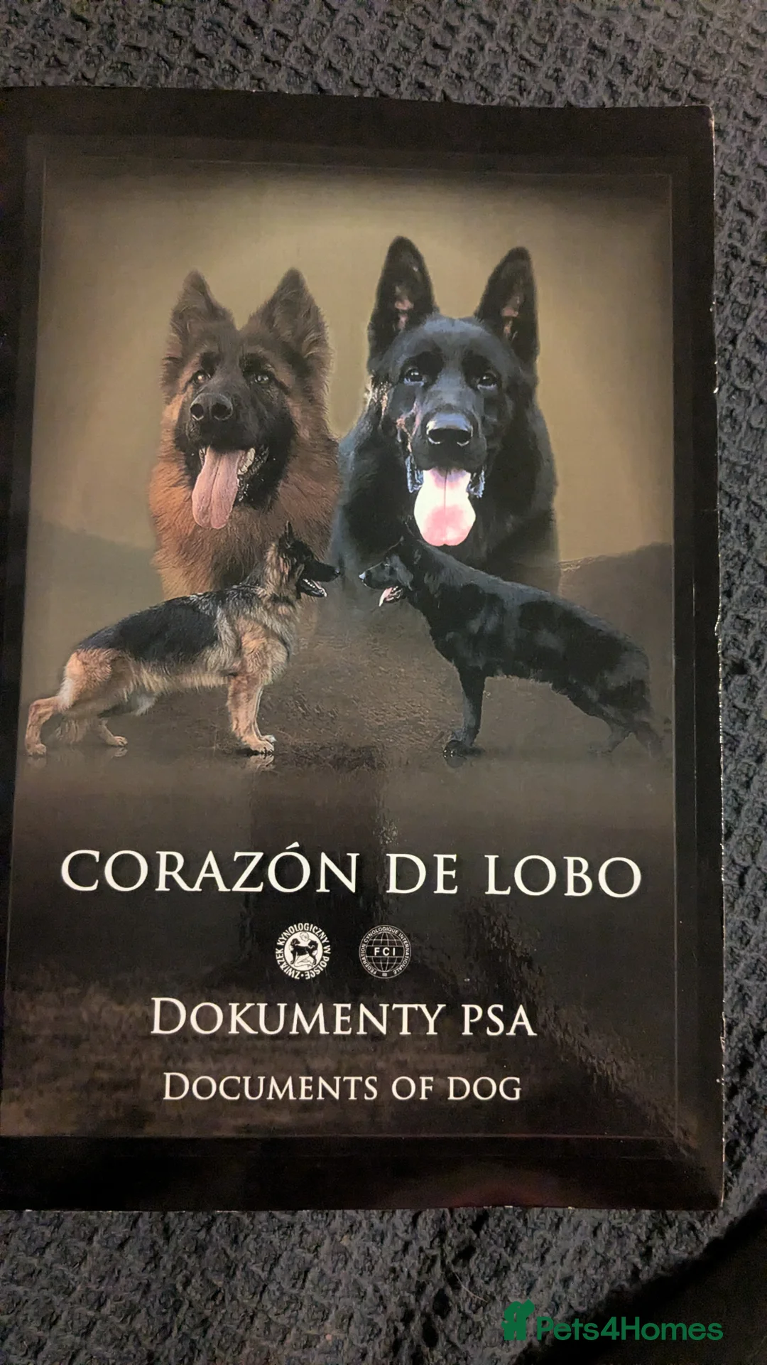 German Shepherd dogs for stud: KC registered German Shepard for stud  - Advert 1