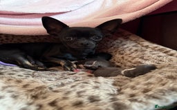 Chihuahua dogs for sale: 2 beautiful chihuahua boys  - Image 4