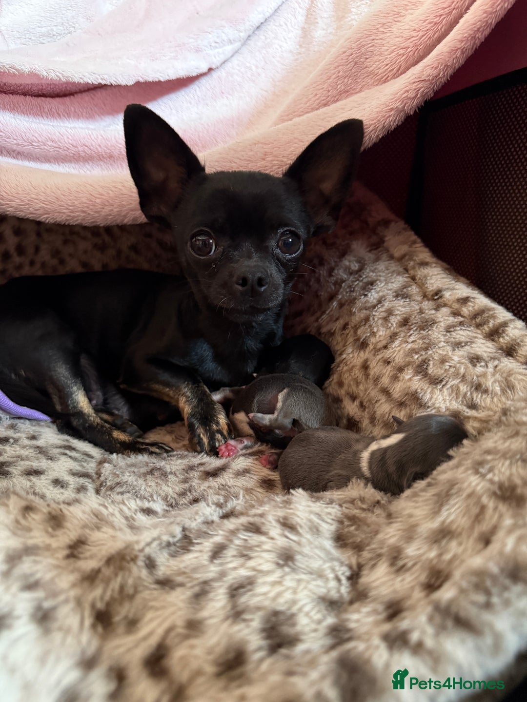 Chihuahua dogs for sale: 2 beautiful chihuahua boys  - Image 4