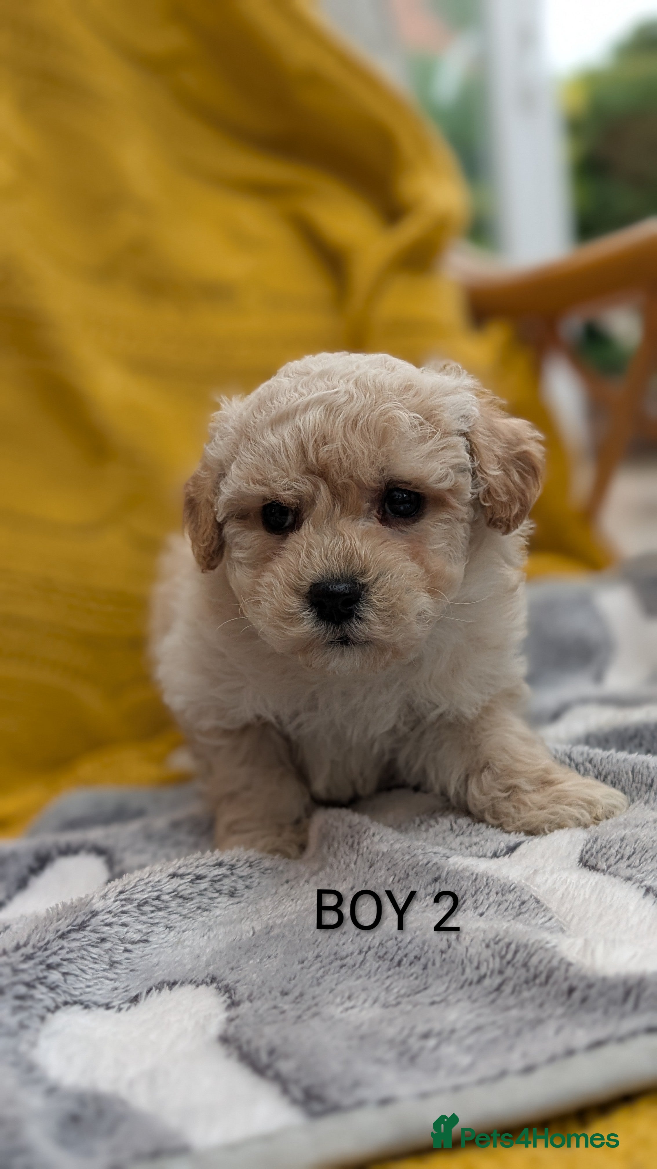 Poochon dogs F1 Toy Poochons Puppies  - Advert 1