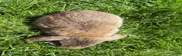 Mini Lop rabbits for sale: Beautiful pure breed mini lops😍 - Advert 24