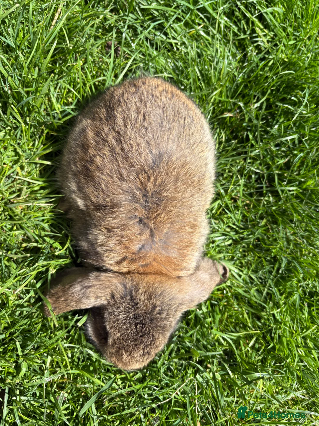 Mini Lop rabbits for sale: Beautiful pure breed mini lops😍 - Advert 24