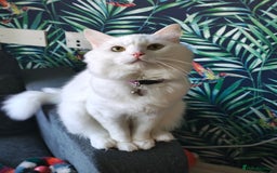 Ragdoll cats for sale: Cat for Sale  - Image 2
