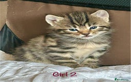 Bengal cats for sale: 3/4 Bengal - cross kittens  - Image 11