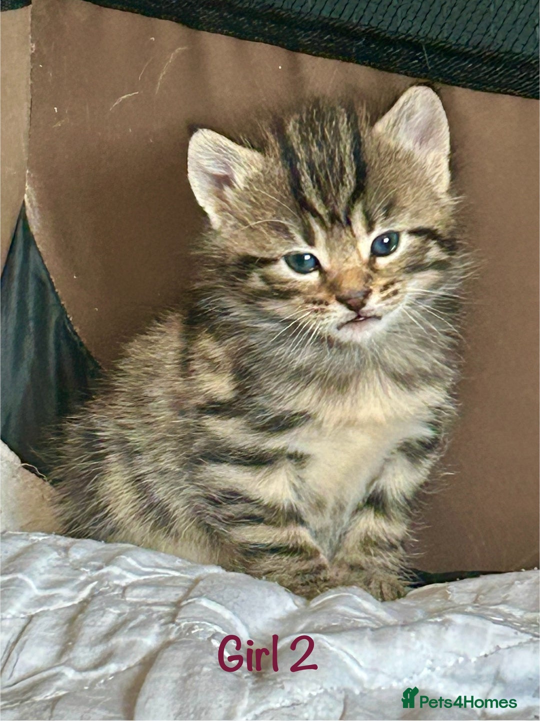 Bengal cats for sale: 3/4 Bengal - cross kittens  - Image 11