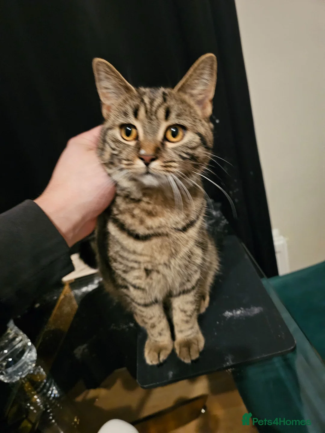 Mixed Breed cats for sale: Lilac british shorthairxTabby American wire  cross in Doncaster - Advert 1