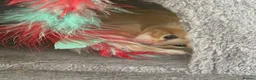 Mixed Breed cats for sale: Beautiful kittens for sale  - Advert 10