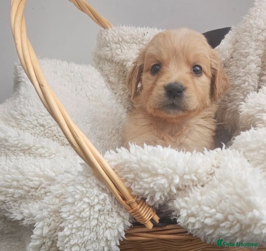 Golden Retriever dogs for sale: Amazing shades long awaited litter - Advert 16