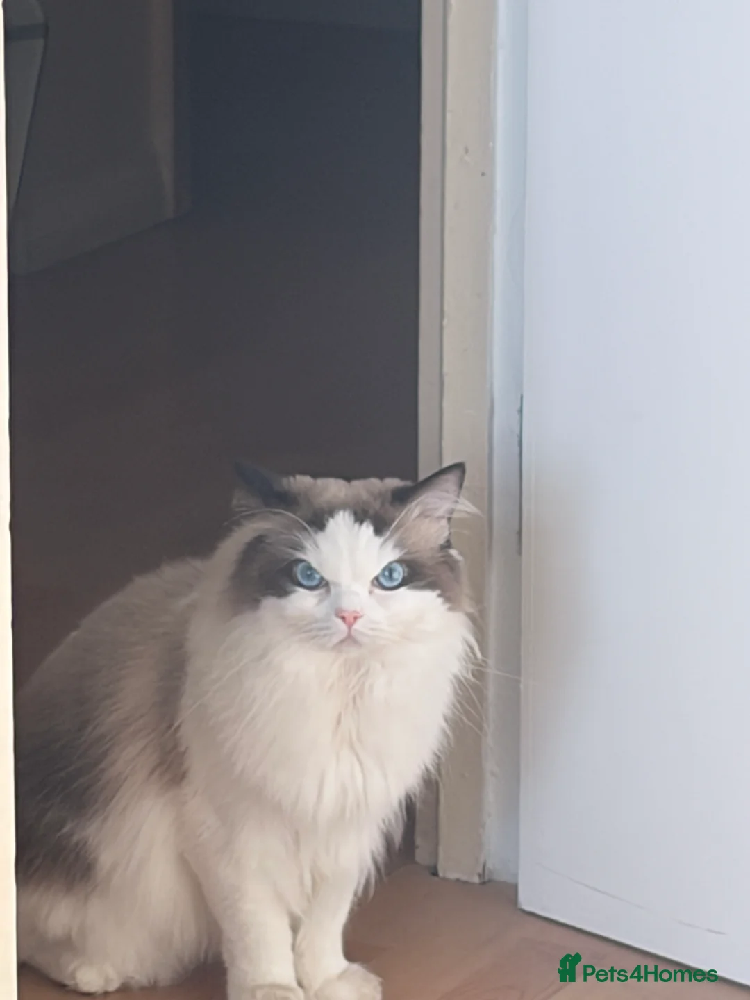 Ragdoll cats for stud: Ragdoll Stud Available – Exceptional open face - Advert 4