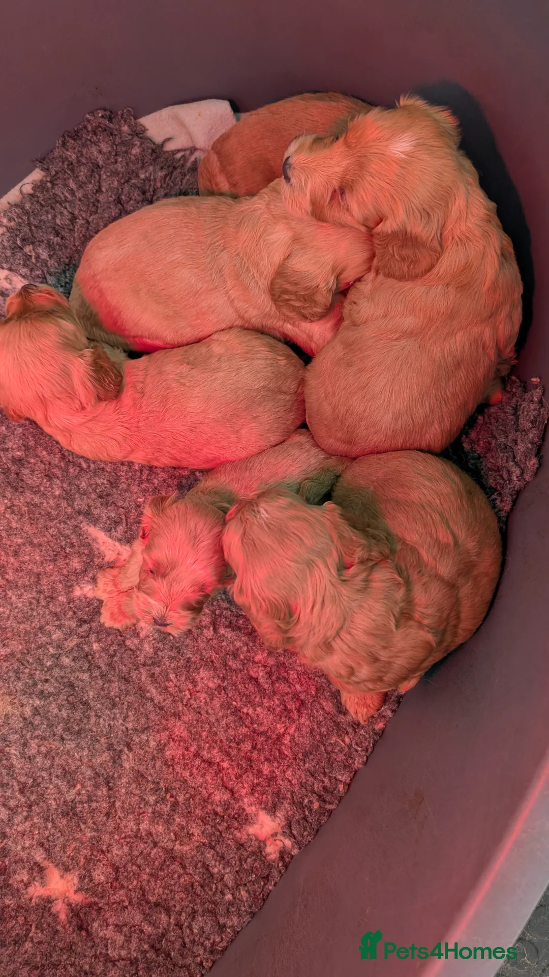 Cockapoo dogs for sale: Stunning F1 Toy Cockapoos Puppies  - Advert 2