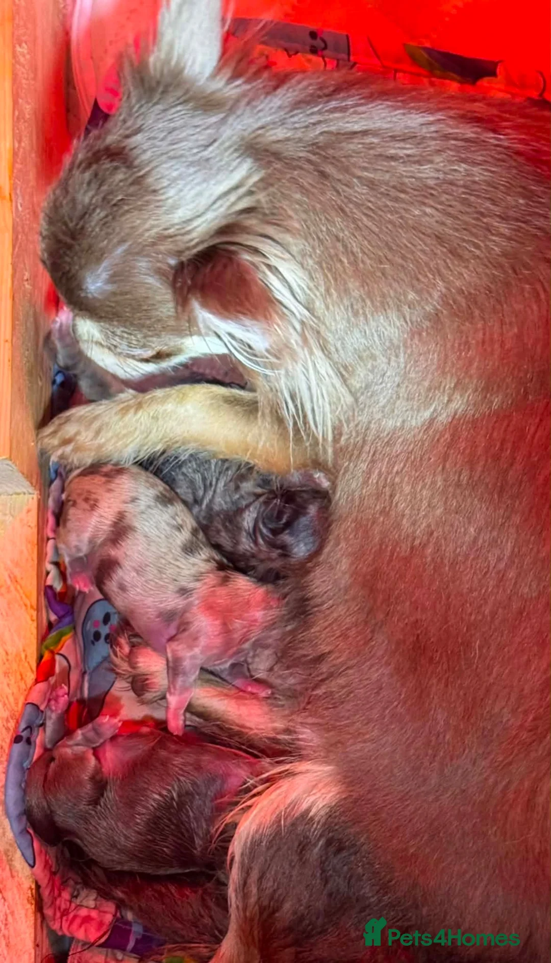 Chihuahua dogs for sale: Tiny Longhair Chihuahua Pup/ Lilac Merle Blue Eye - Advert 2