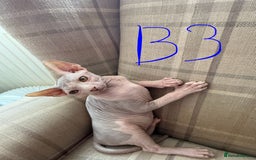 Sphynx cats for sale: 3 Sphynx boys - Image 6