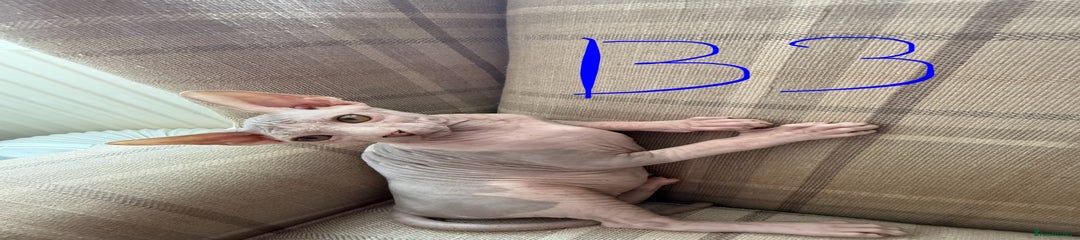 Sphynx Kitten 3