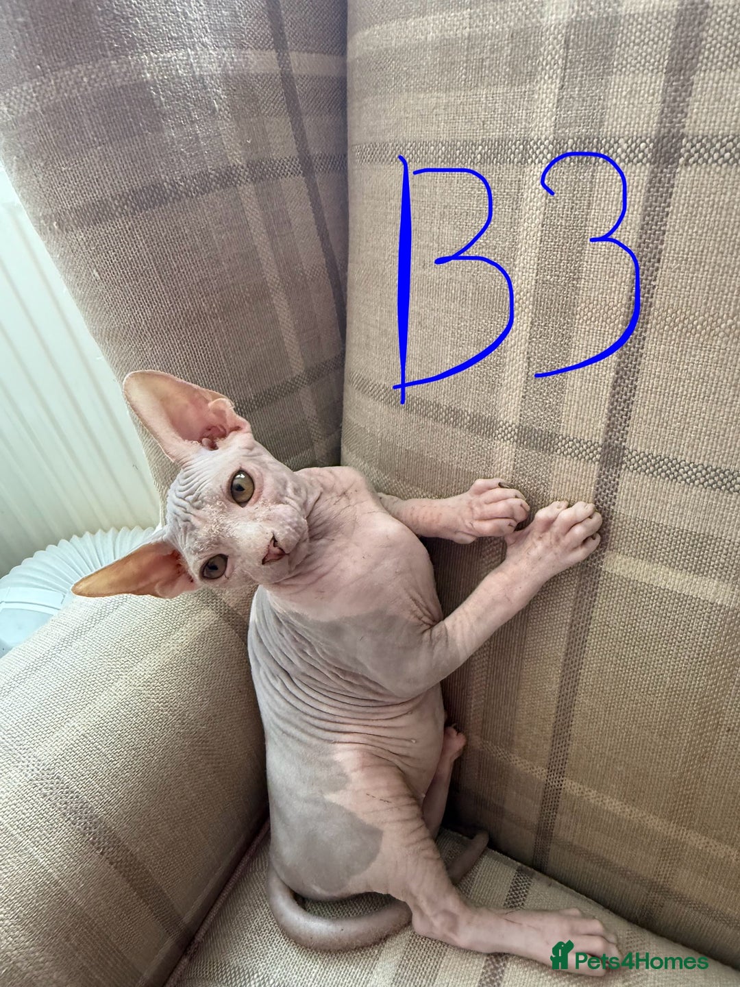 Sphynx cats for sale: 3 Sphynx boys - Image 6