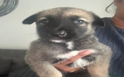 Shepsky dogs for sale: Shepsky - Image 28