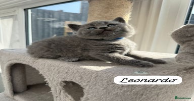 British Shorthair cats - Advert 4