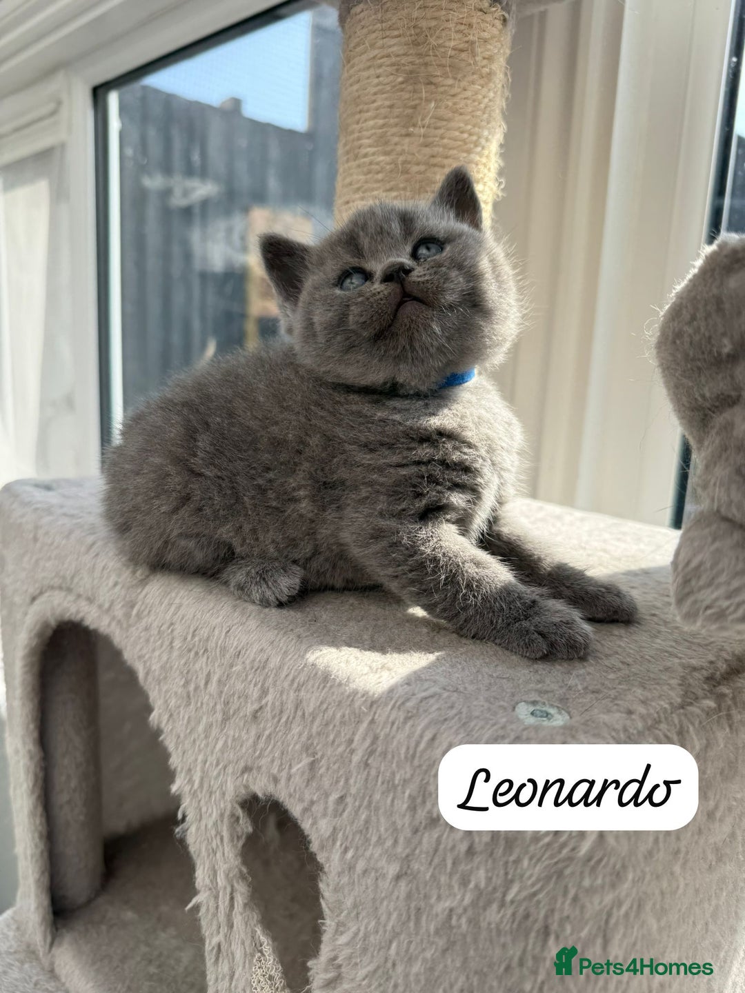 British Shorthair cats for sale: Beautiful Blue British shorthair kittens for sale - Image 3