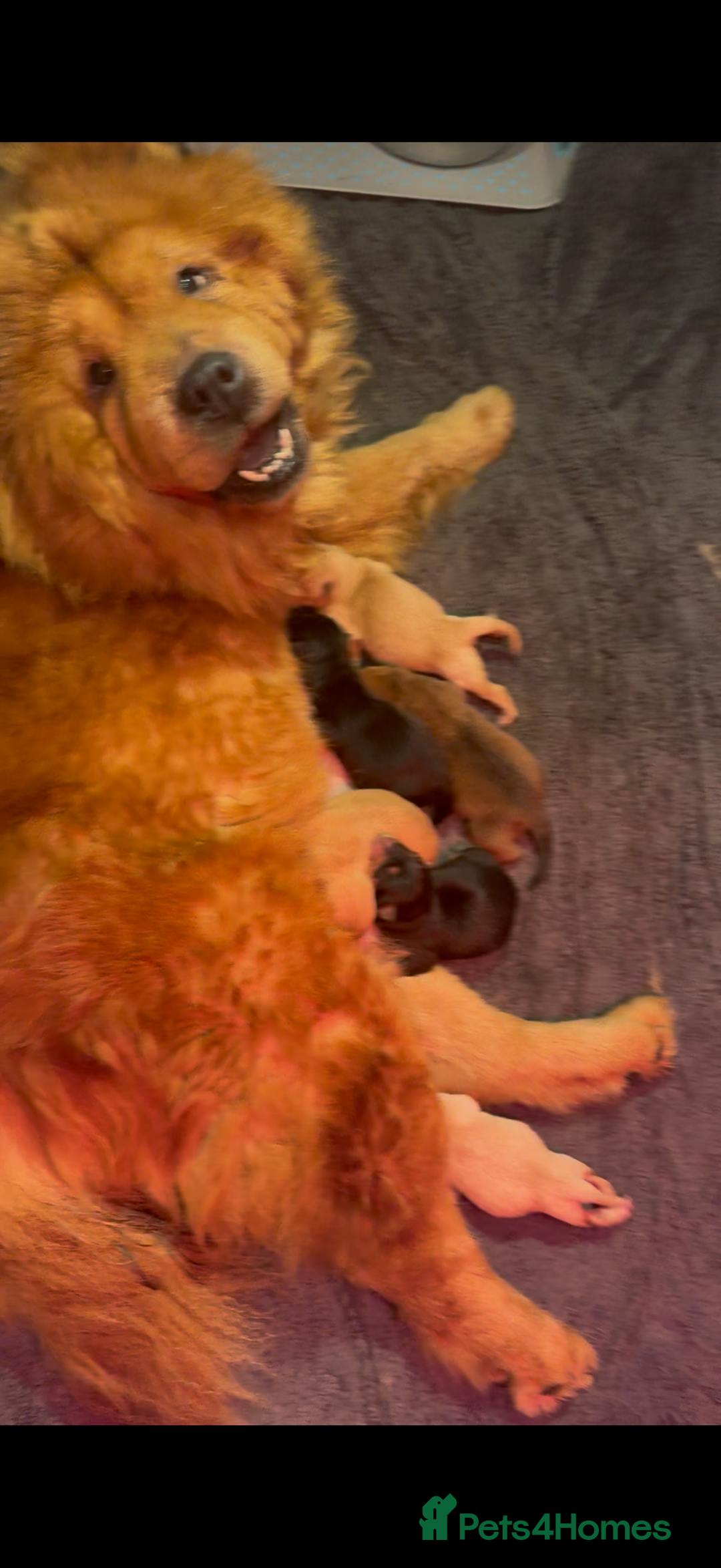 Mixed Breed dogs for sale: Rottweiler x chow chow puppies  - Advert 3