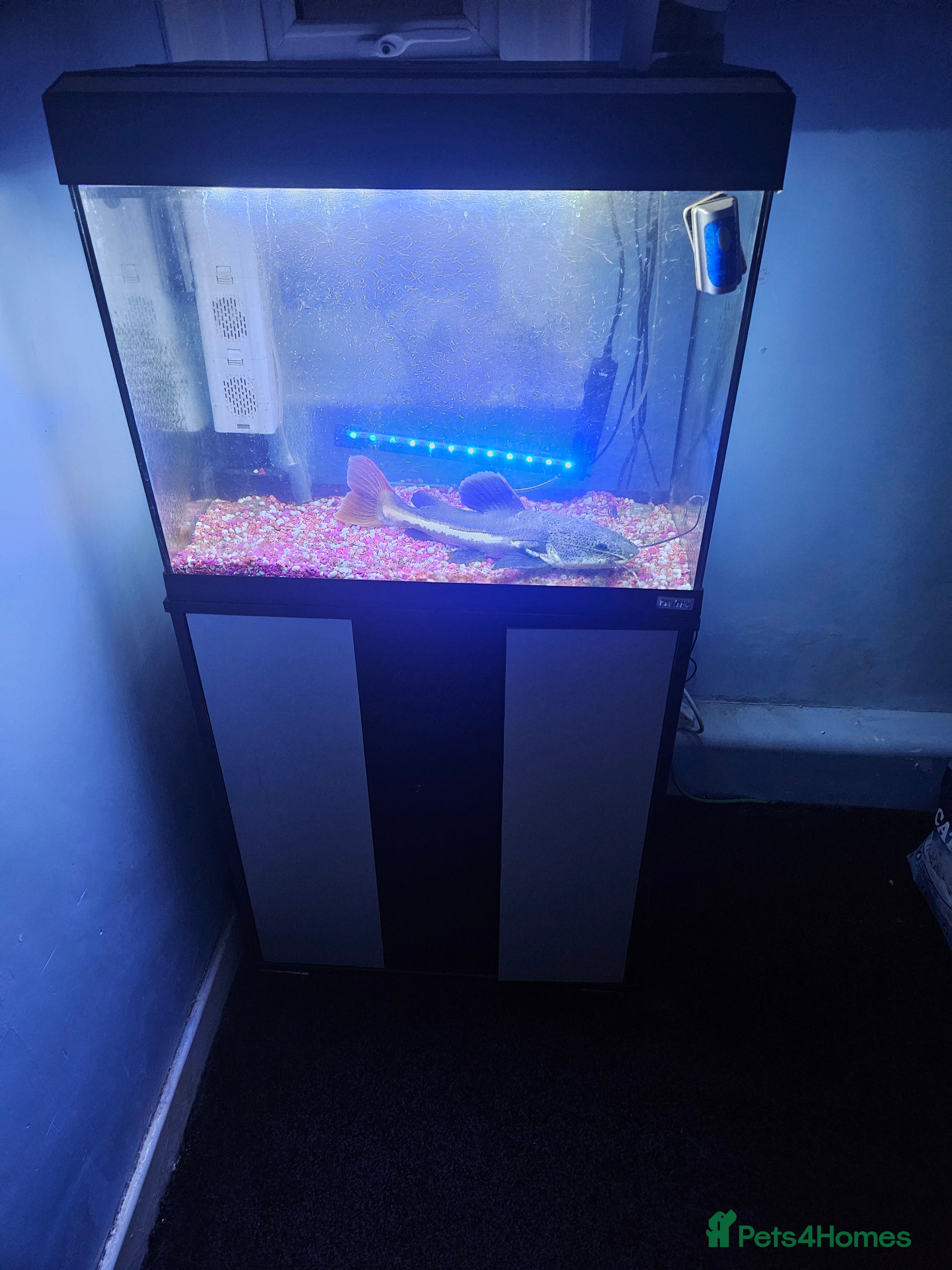 Catfish fish Tropical fish tank for sale  - Advert 5