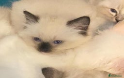 Ragdoll cats for sale: Ragdolls kittens  - Image 14