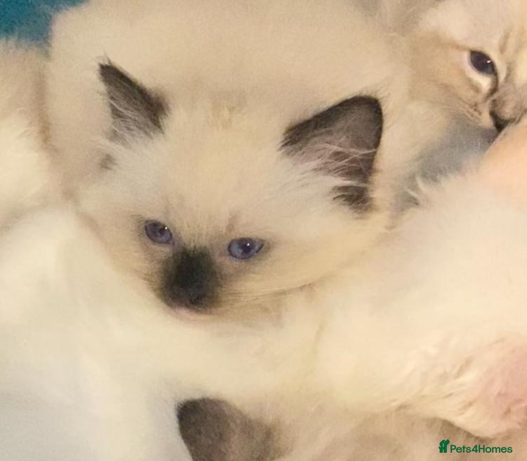 Ragdoll cats for sale: Ragdolls kittens  - Image 14