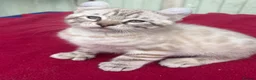 Keetso cats for sale: Superb very rare polydactyl curled eared keetsos  - Advert 32