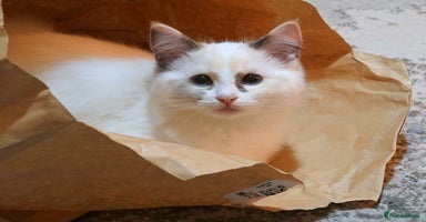 Ragdoll cats Quality GCCF Reg Ragdoll Kittens - Advert 9