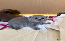 British Shorthair cats for sale: Pure British short hair kittens  - Image 3