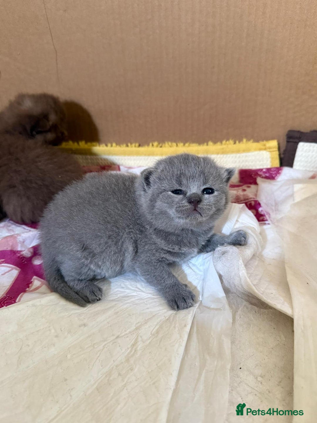British Shorthair cats for sale: Pure British short hair kittens  - Image 3