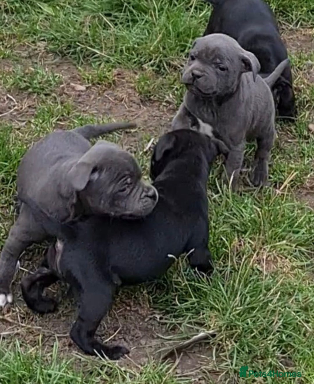 Staffordshire Bull Terrier dogs for sale: Pure blue staffy puppies ready to go - Image 8